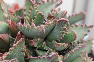 What succulents should you not use epsom salts on