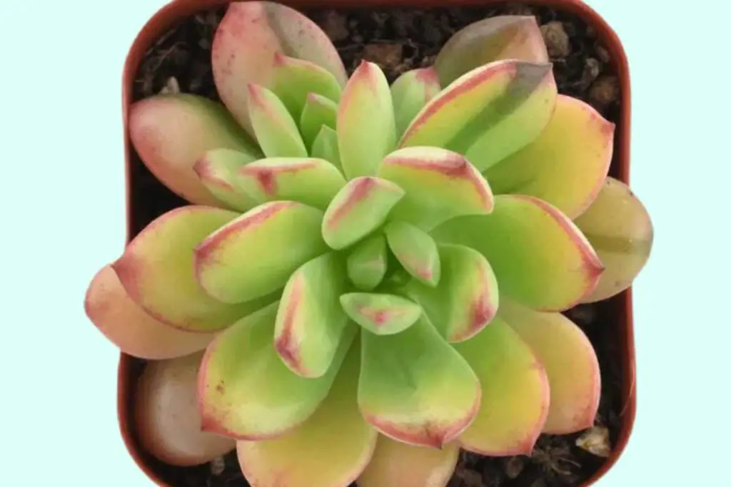 Where to buy echeveria minibelle variegated variegated