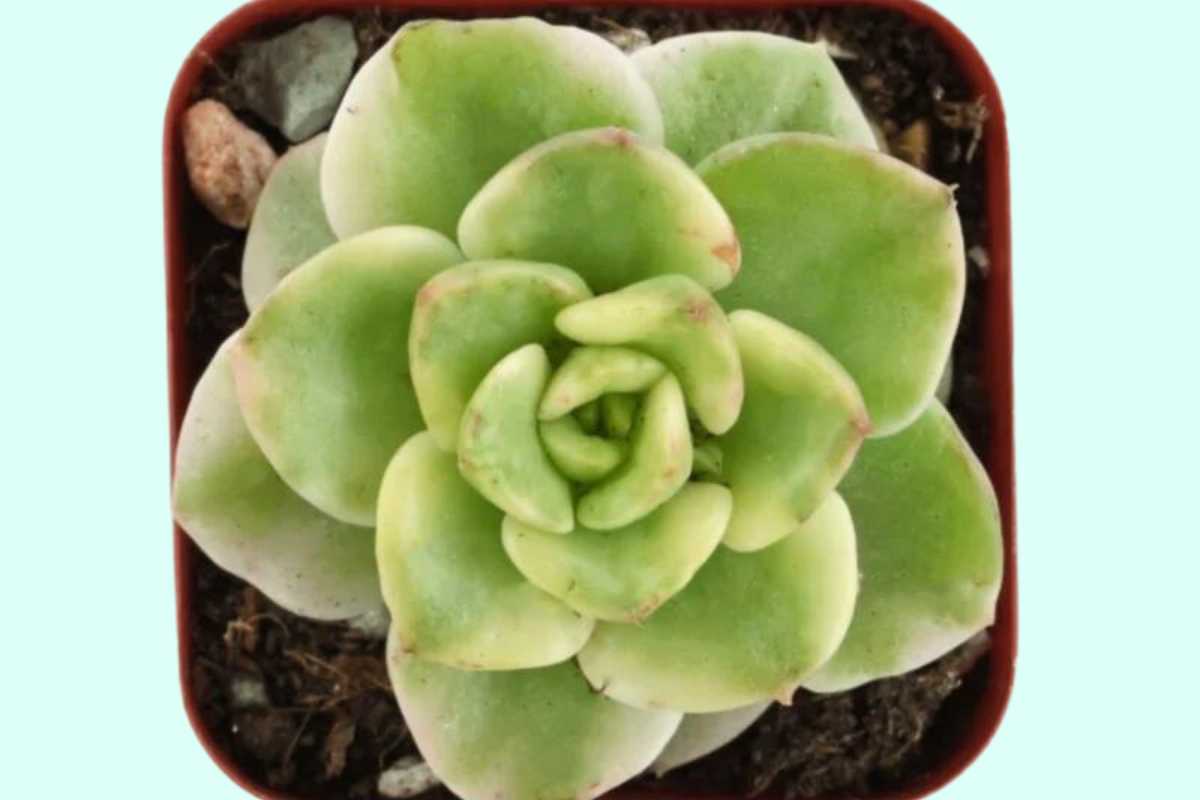 9 Rare Variegated Succulents To Buy NOW To Grow Your Interesting Collection