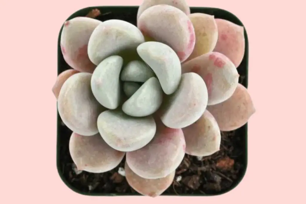 Where to buy echeveria spotted deer chubby
