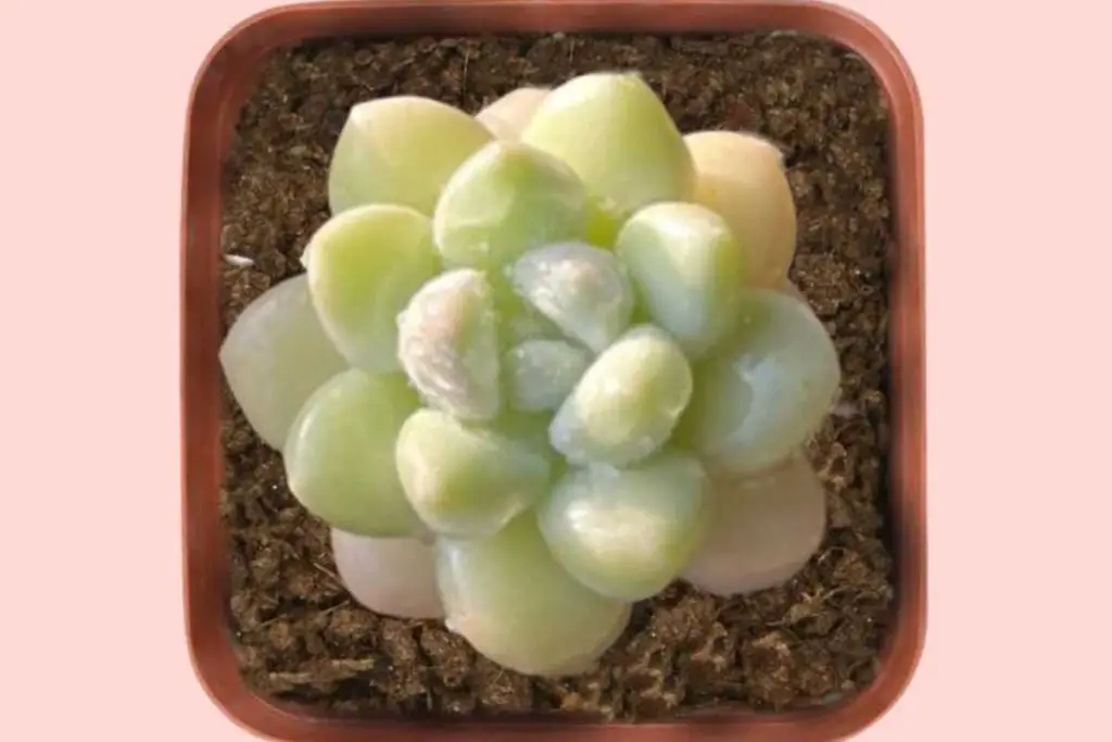Where to buy pachyveria bubble candy chubby