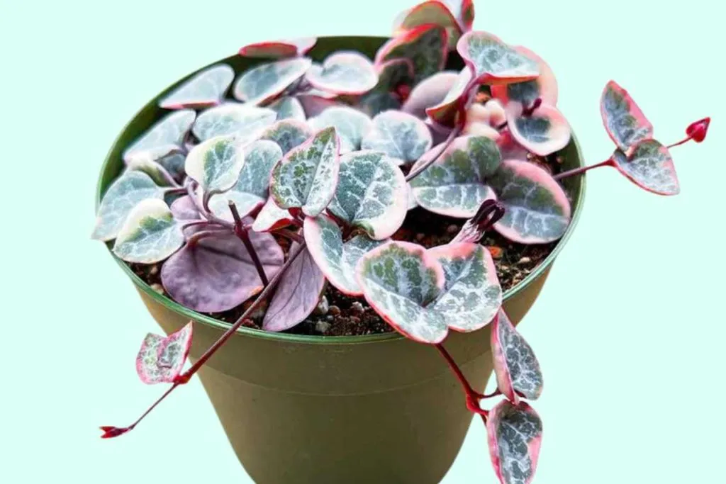 Where to buy variegated string of hearts variegated