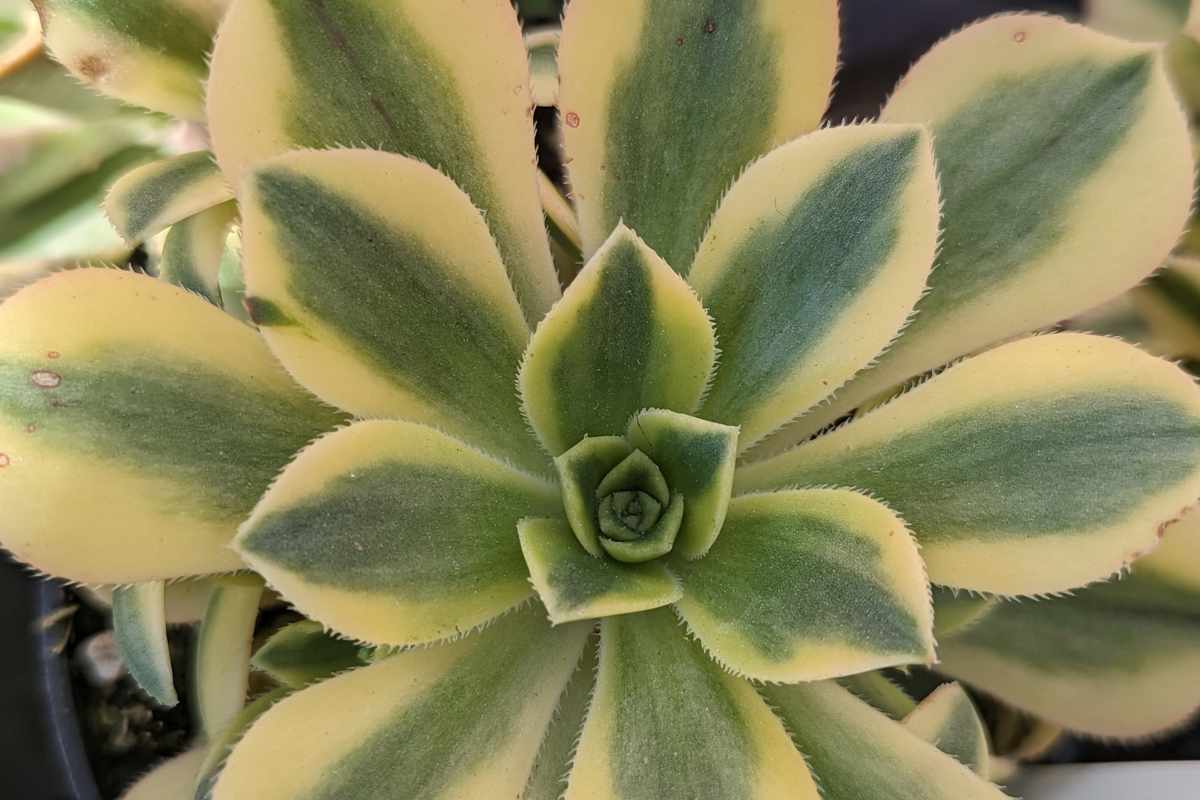 Whyaeoniumsucculentsloseleaves SUCCULENTdotCARE