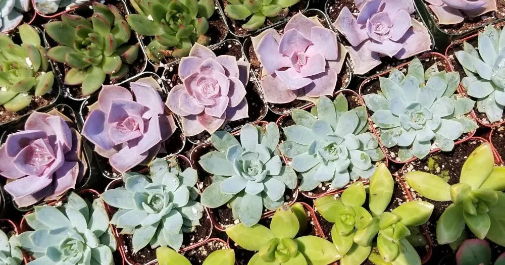 Why overcrowding is bad succulents beginner mistake mistake