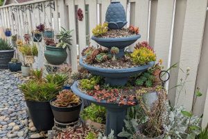 Why prune succulents