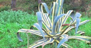 Winter protection agave americana variegata variegated century plant