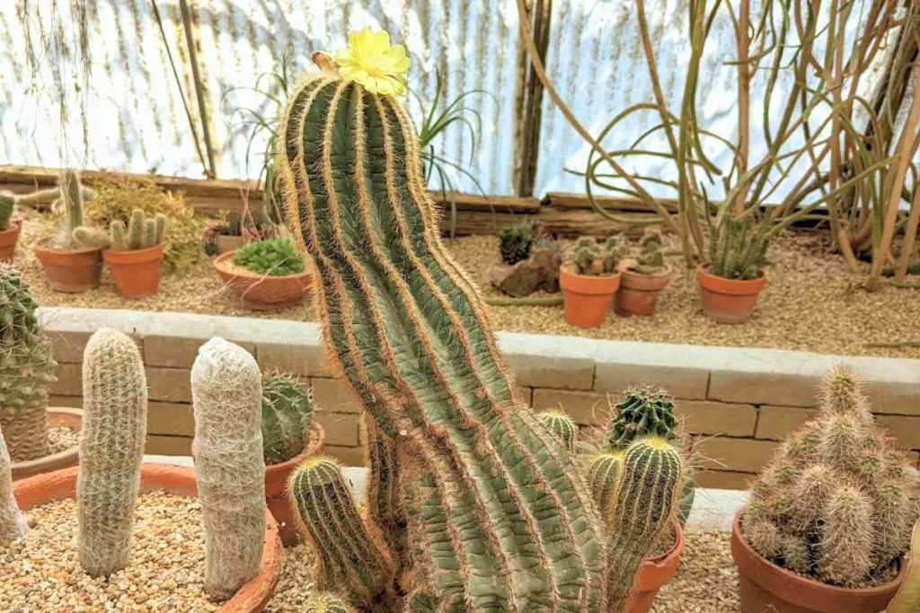 Wrinkled or shriveled appearance cactus need