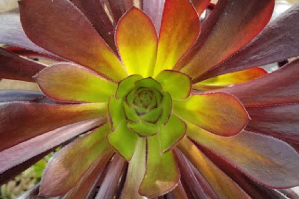 Yellowing aeonium leaves are caused by too much water outside