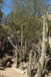 01 shooting star cactus at moorten botanical garden palm springs