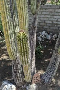 02 organ pipe cactus at moorten botanical garden palm springs