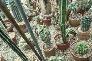 32 over 3000 varieties of succulents and cacti at moorten botanical garden palm springs
