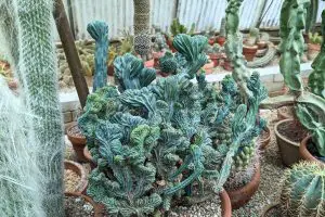 34 crested blue candle cactus myrtillocactus geometrizans inside the cactarium of moorten botanical garden in palm springs