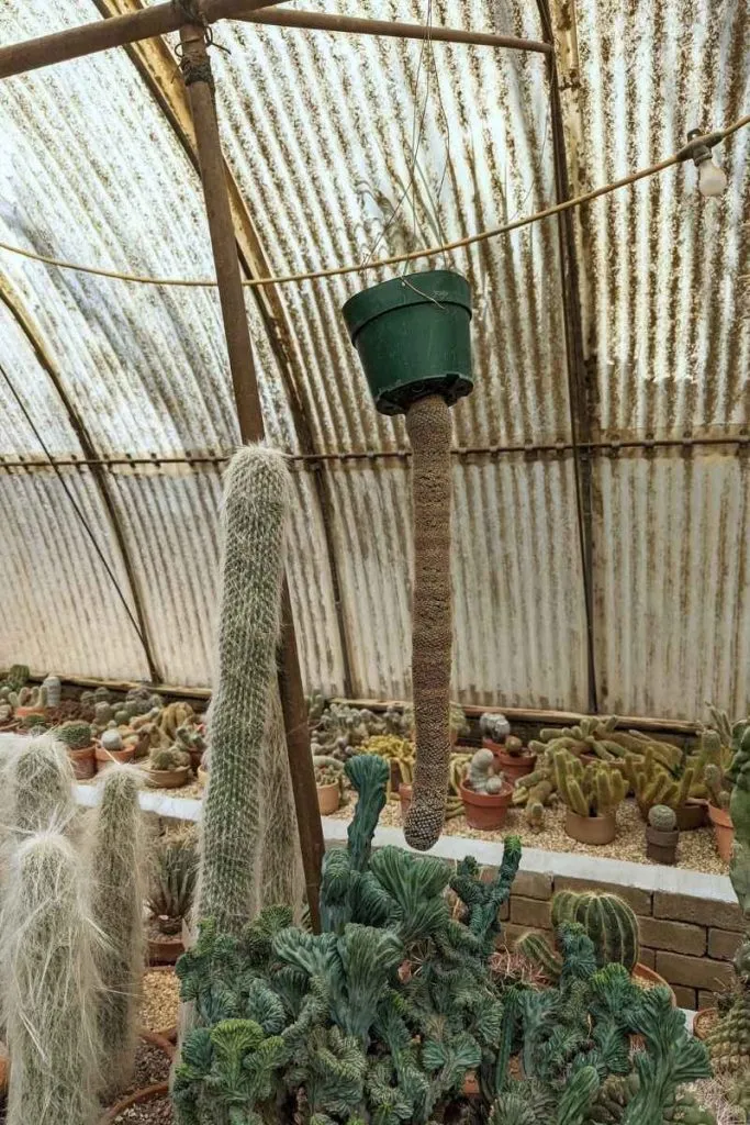 36 cactus growing from the bottom of the pot at moorten botanical garden in palm springs lean