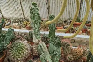 38 large totem pole cactus specimen at moorten botanical garden in palm springs