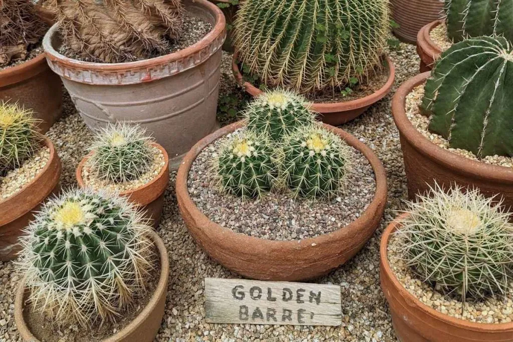 39 echinocactus grusonii golden barrel cacti at moorten botanical garden in palm springs moorten botanical garden