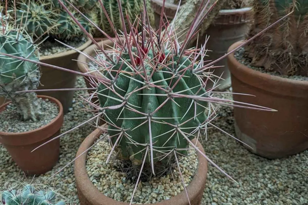 51 longest ferocactus cactus spines ever at moorten botanical garden palm springs moorten botanical garden