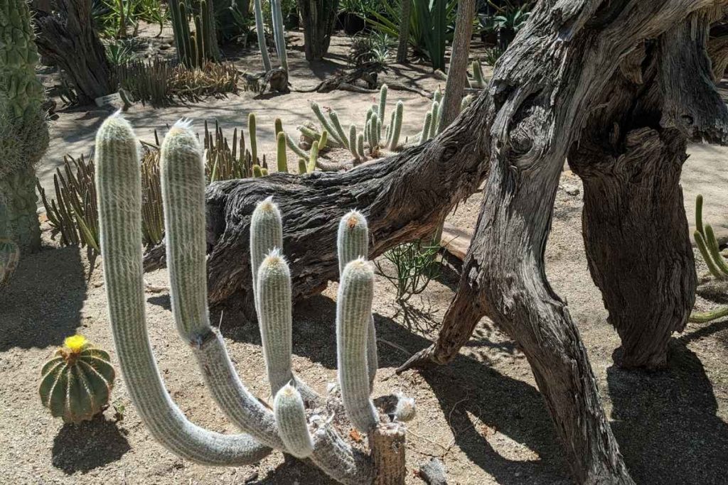 65 old man cactus specimen moorten botanical garden palm springs moorten botanical garden