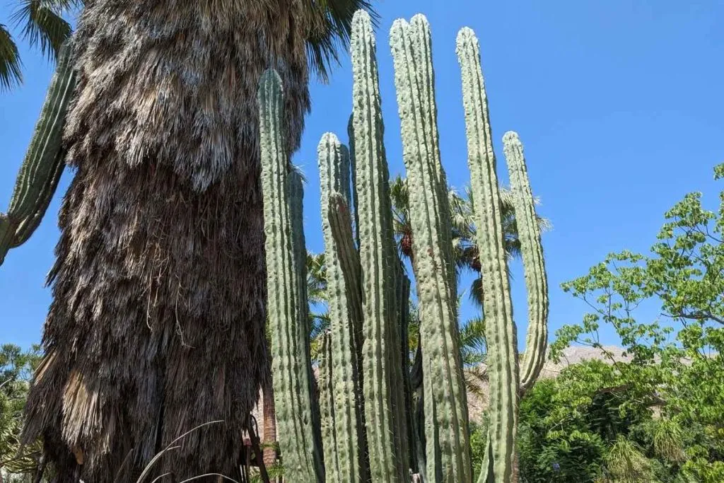 74 tall cactus at moorten botanical garden palm springs moorten botanical garden