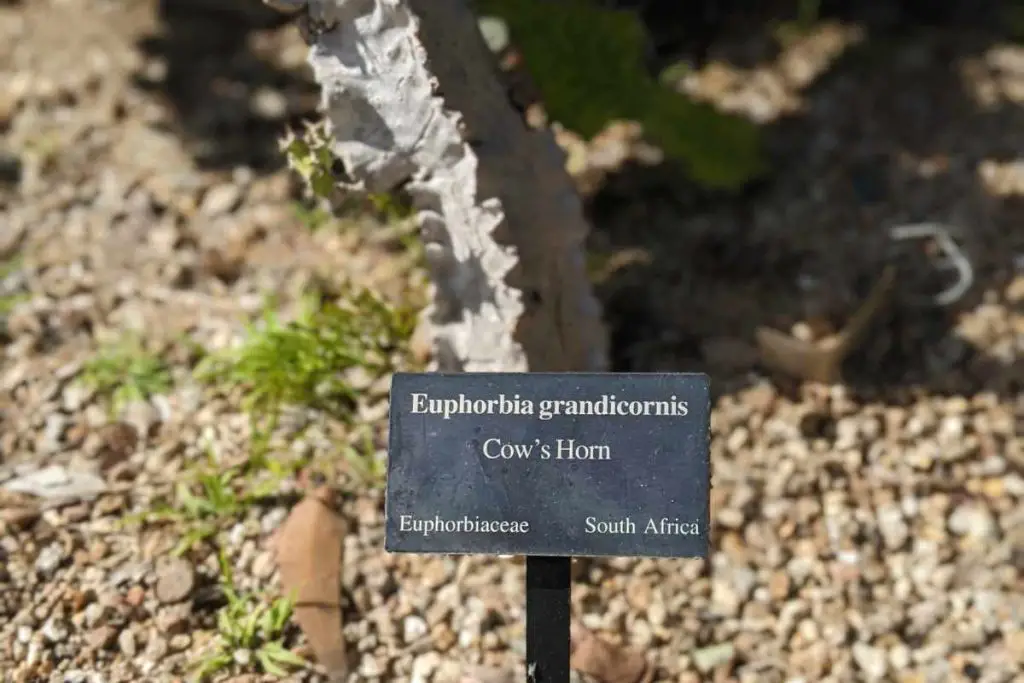 Close view of euphorbia corking cactus corking