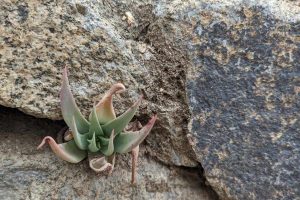 Dudleya can grow in a crack on a rock wall