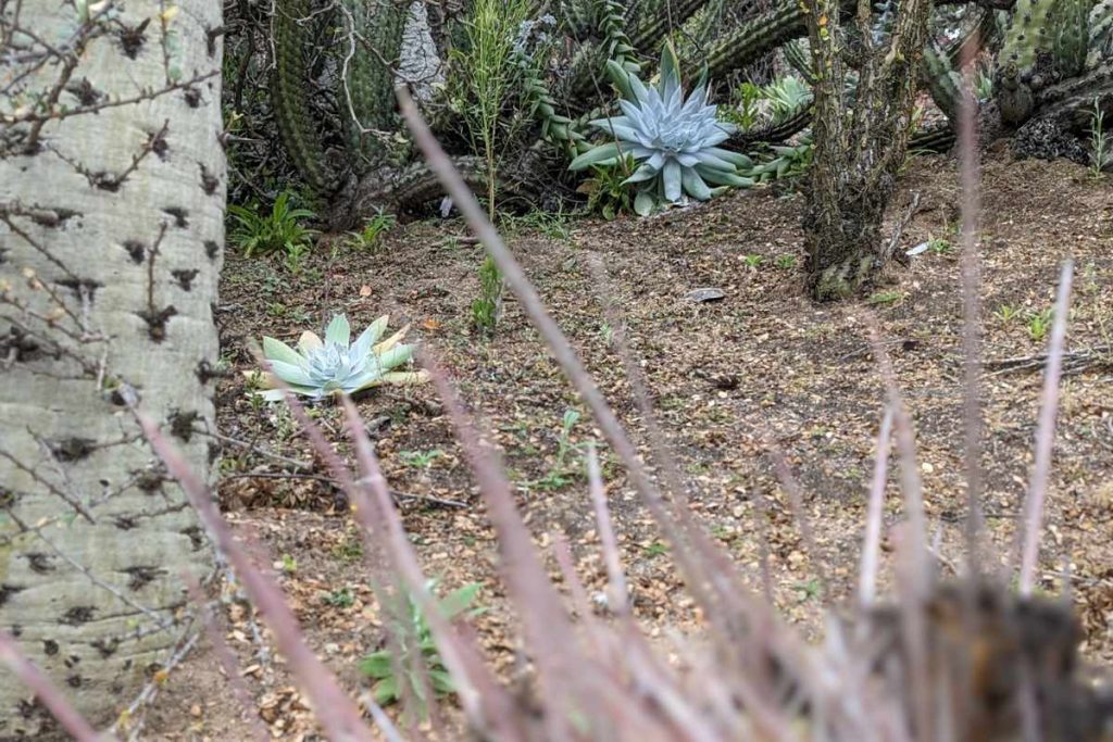 Dudleya growing amongst cactus and boojum trees dudleya