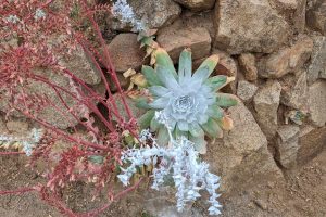 Dudleya growing from a stack of rocks 1