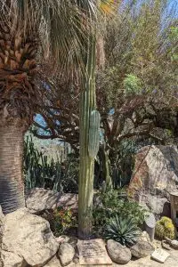 M4 moorten botanical garden palm springs cardon tallest cactus in the world 1