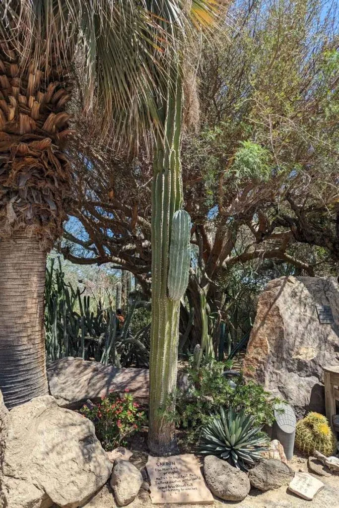 M4 moorten botanical garden palm springs cardon tallest cactus in the world 1 moorten botanical garden