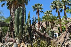 M5 palms and pricks at moorten botanical garden palm springs