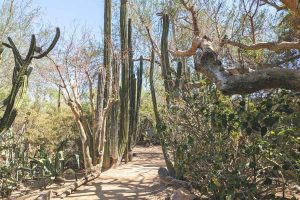 M8 serenity in the cactus garden