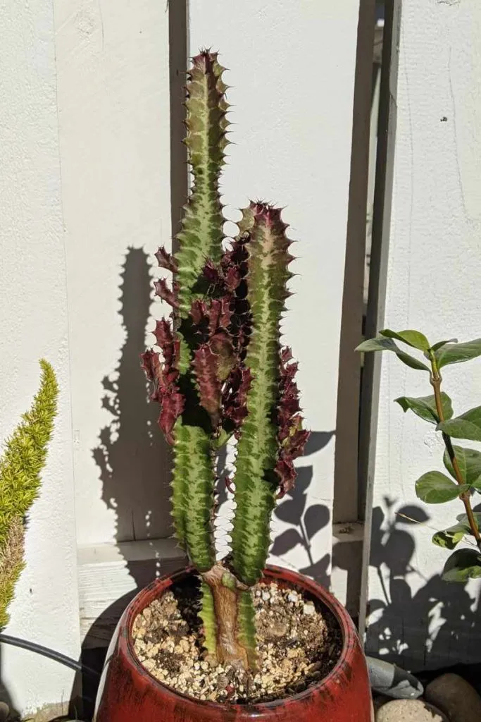 New corking on euphorbia trigona rubra cactus corking