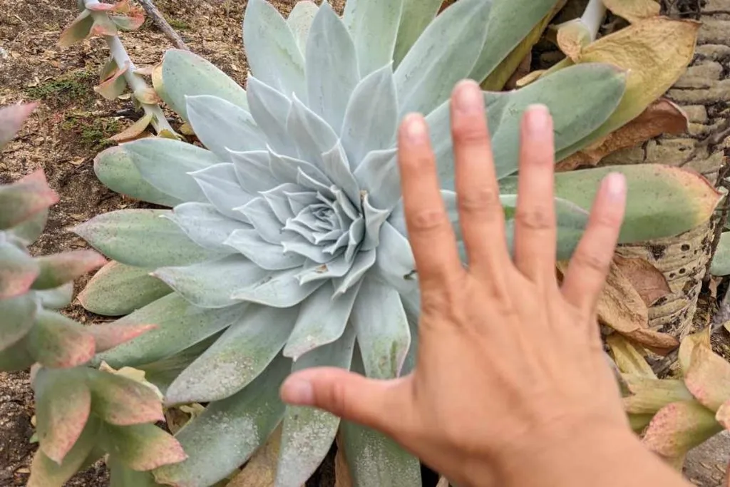 This dudleya was easily much larger than my hand dudleya
