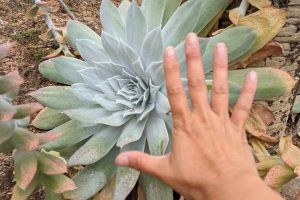 This dudleya was easily much larger than my hand