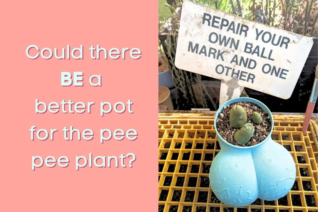 Could there be a better pot for the pee pee penis cactus