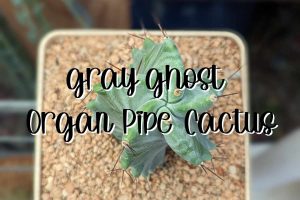 Gray ghost organ pipe cactus feature