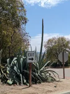 An agave bloom of death forming in the parking lot of the san diego zoo safari park