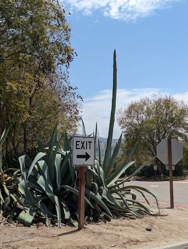 An agave bloom of death forming in the parking lot of the san diego zoo safari park monocarpic