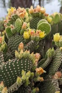 Are cactus flowers edible