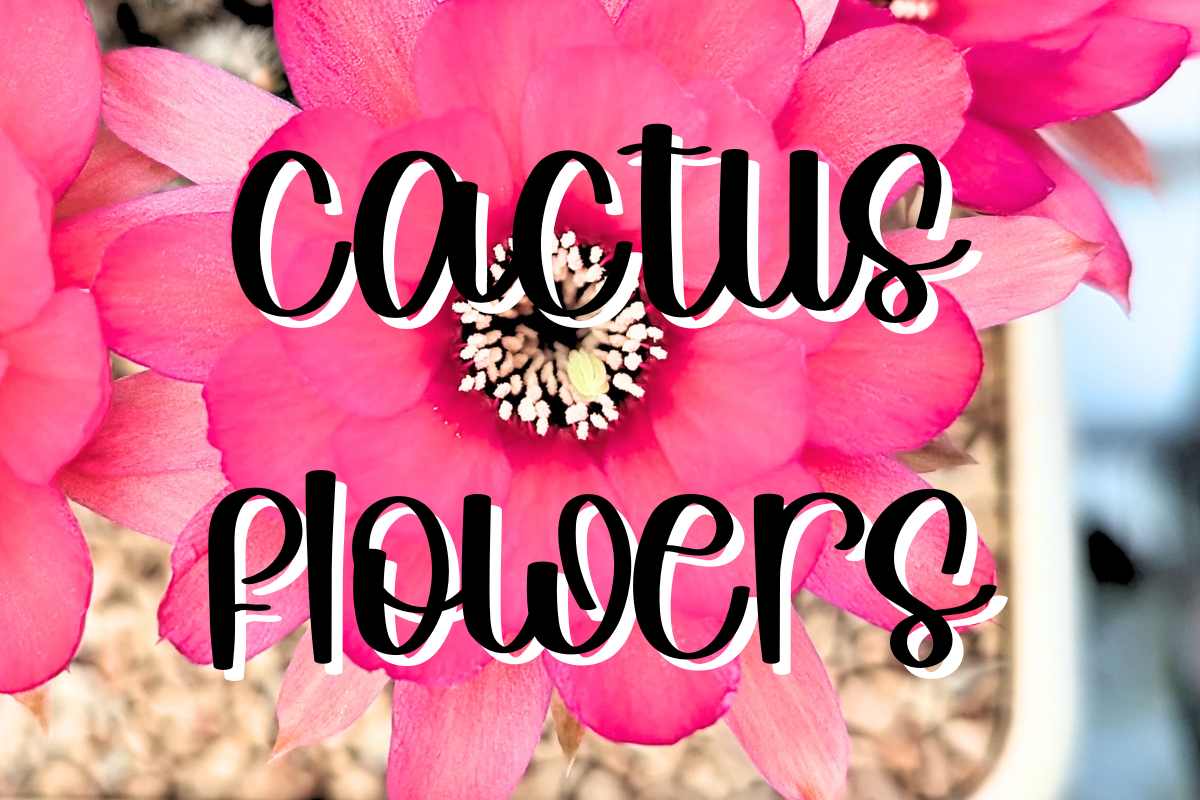 Cactus flowers feature cactus bloom