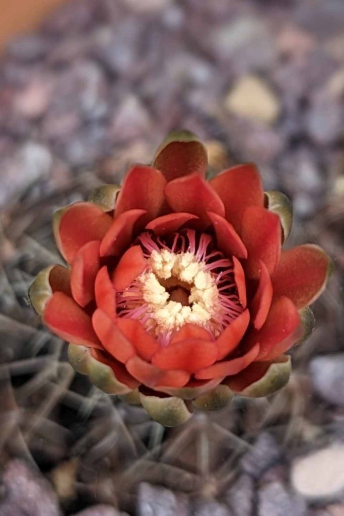 Can i force my cactus to bloom plant succulents