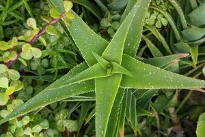 Common problems and pests of aloiampelos ciliaris climbing aloe