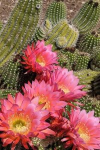Day blooming cacti