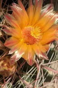 How long do cactus blooms last