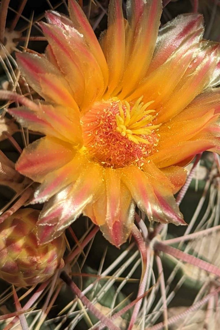 When Do Cactus Bloom A Guide To Understanding Cactus Flowering