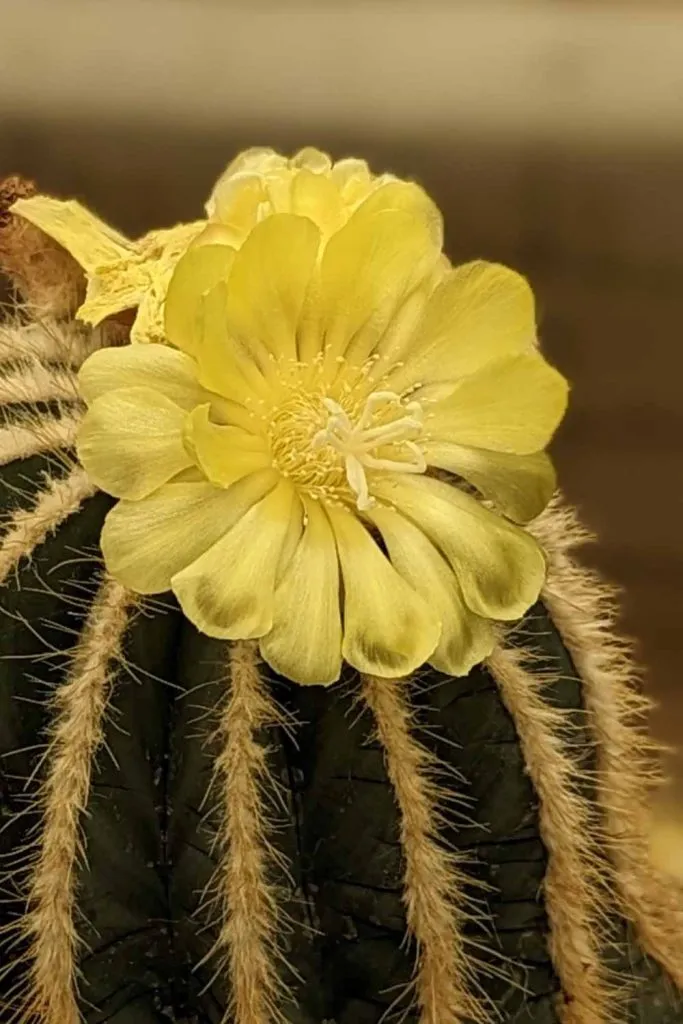 How often do cacti bloom cactus root