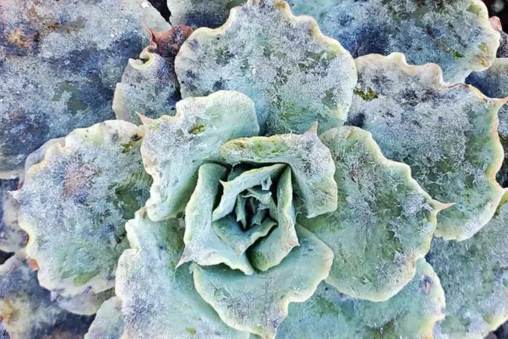 How to identify black sooty mold on succulents sooty mold