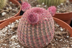 Maintaining rainbow hedgehog cactus