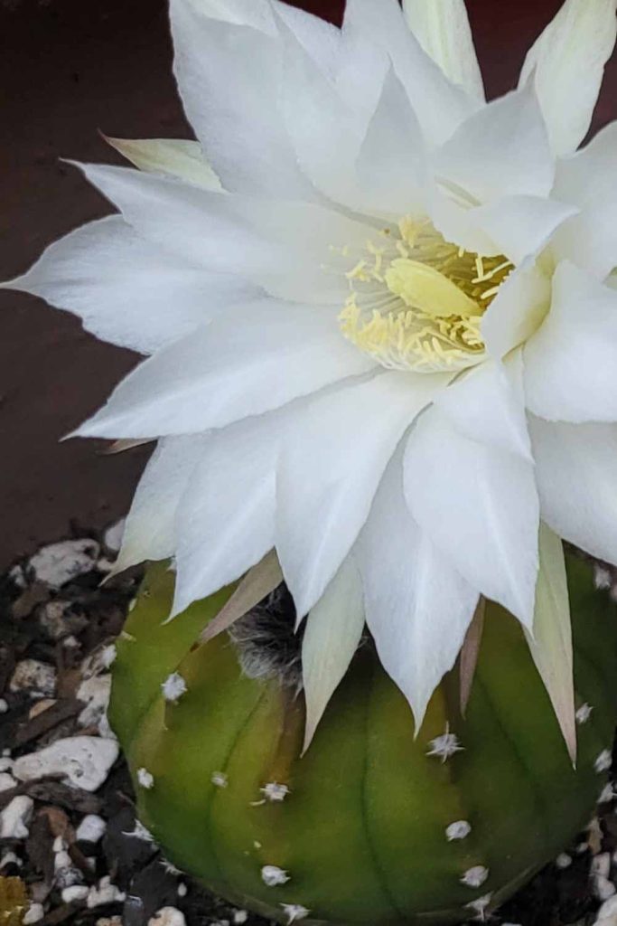 Misconceptions about cactus blooms cactus bloom