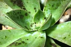 Most susceptible succulents to black sooty mold