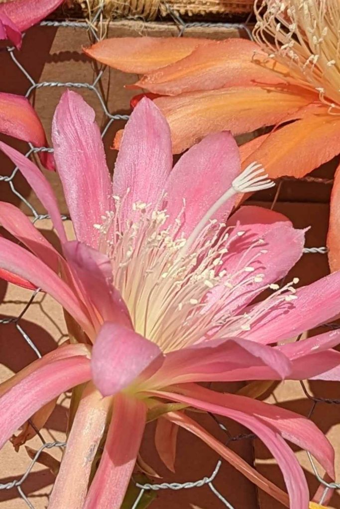 Peach epiphyllum flower cactus bloom
